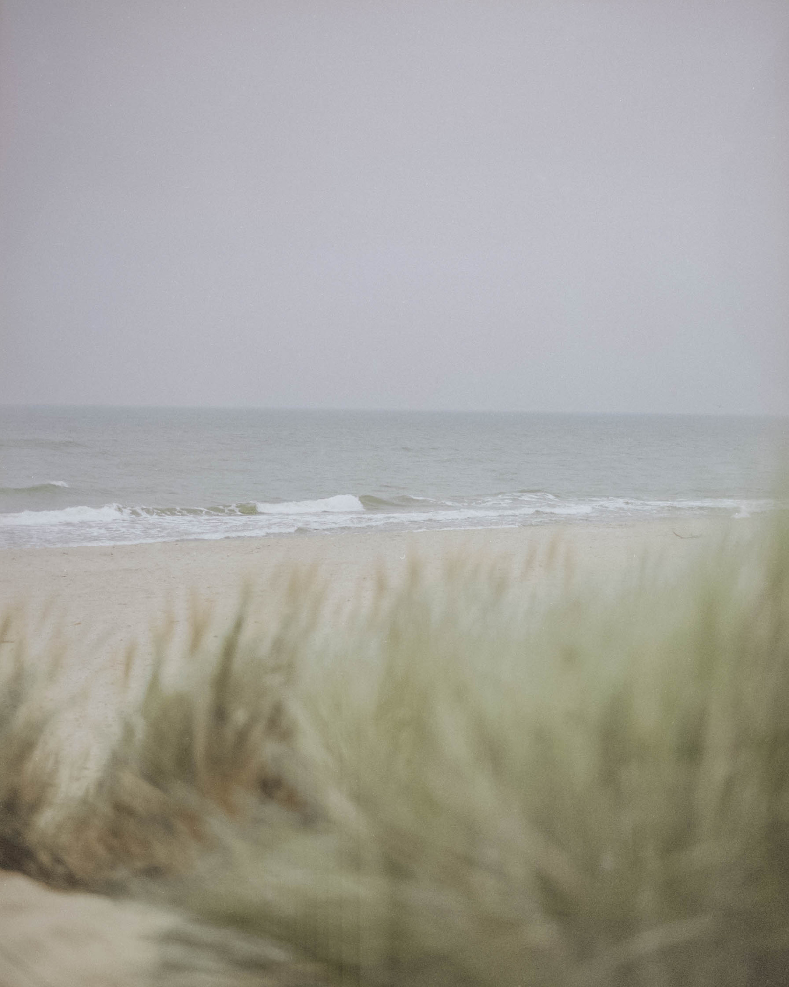 Green Grass on Beach